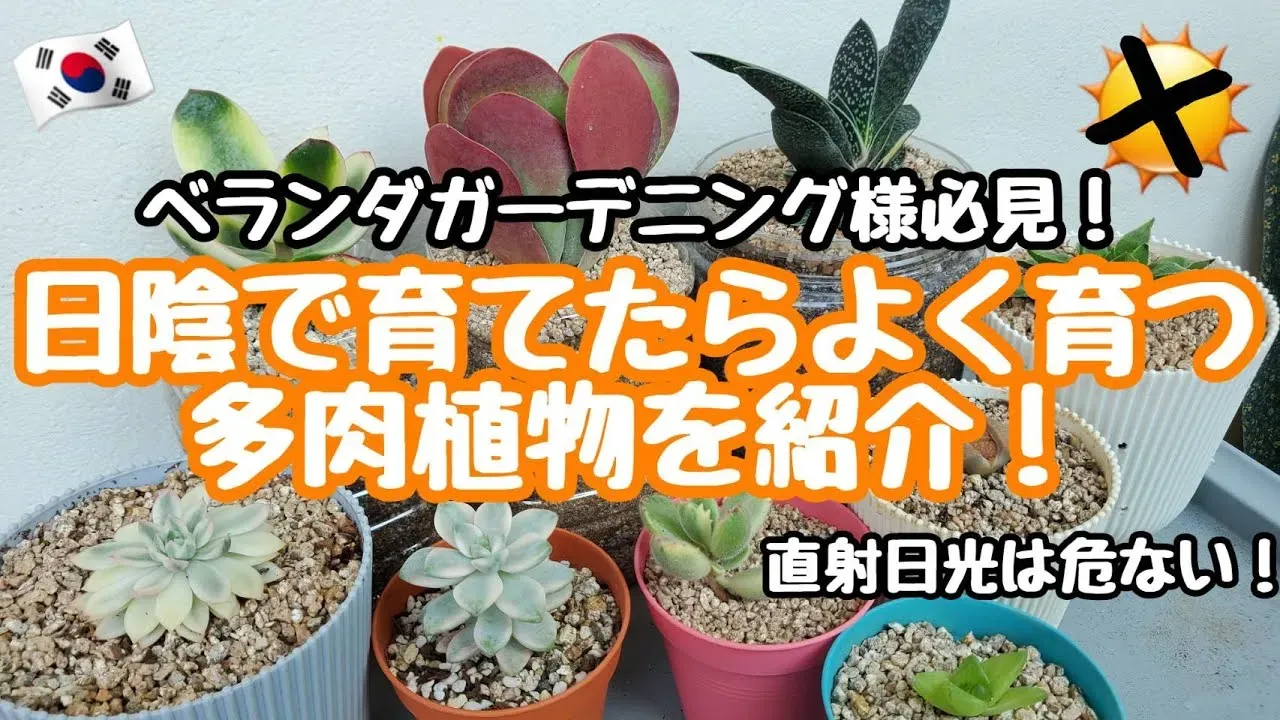 多肉植物 日陰を好む？室内でも楽しめる育て方と種類