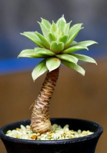 多肉植物 木のような姿、その正体は？