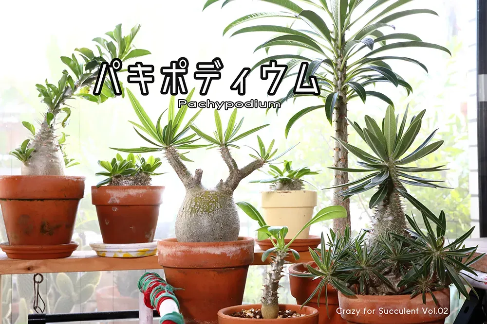 多肉植物 木のような姿が特に魅力的な種類