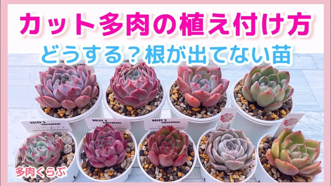 多肉植物 根が出ない、その意外な原因とは？