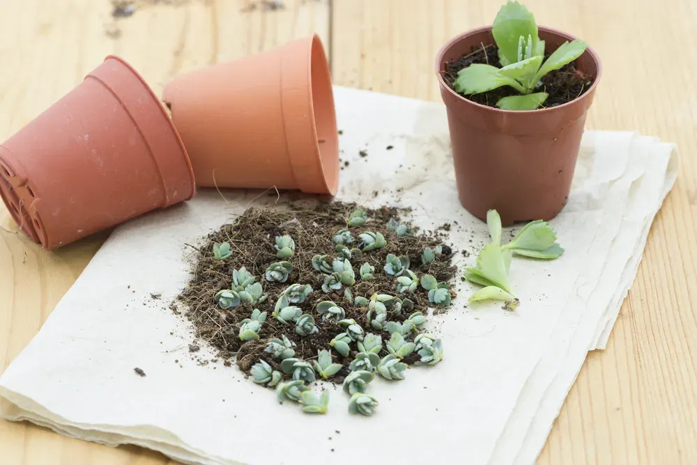 多肉植物 植え替え、そもそもなぜ必要？サインを見逃さないで