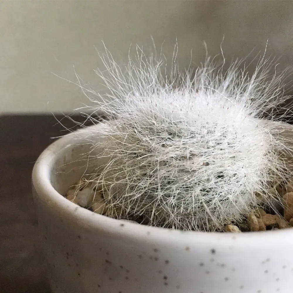 多肉植物 毛があるってどんな魅力？ふわふわの秘密