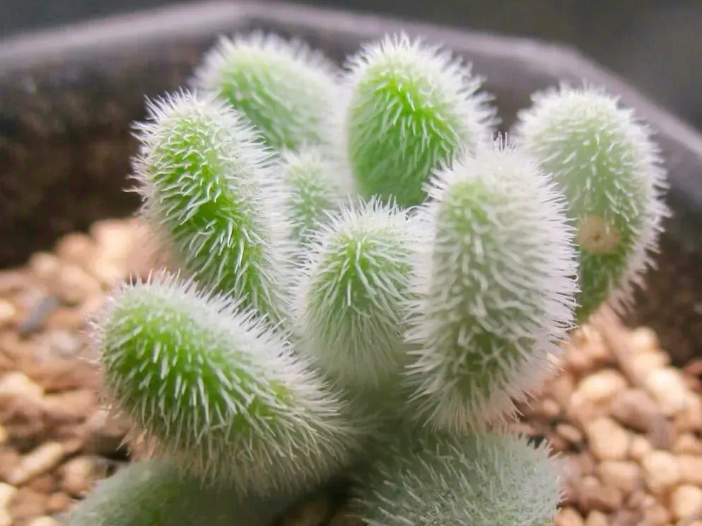 多肉植物 毛が生えている 種類：驚くほど可愛い！人気のモフモフ品種集
