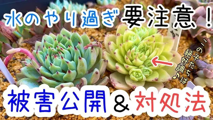 多肉植物 水やり しすぎ てしまったら？対処法と予防策