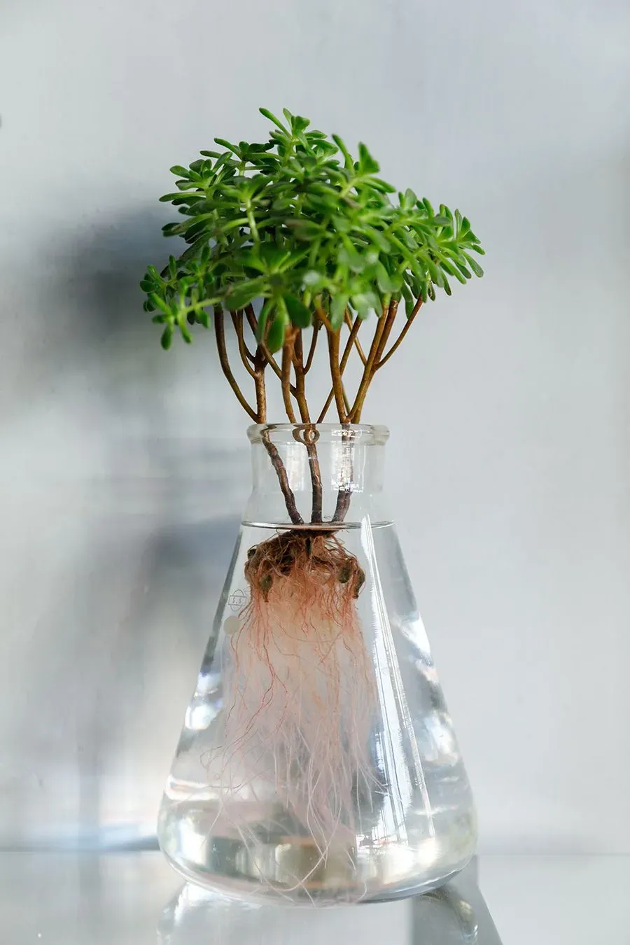 多肉植物 水やり、基本のキ