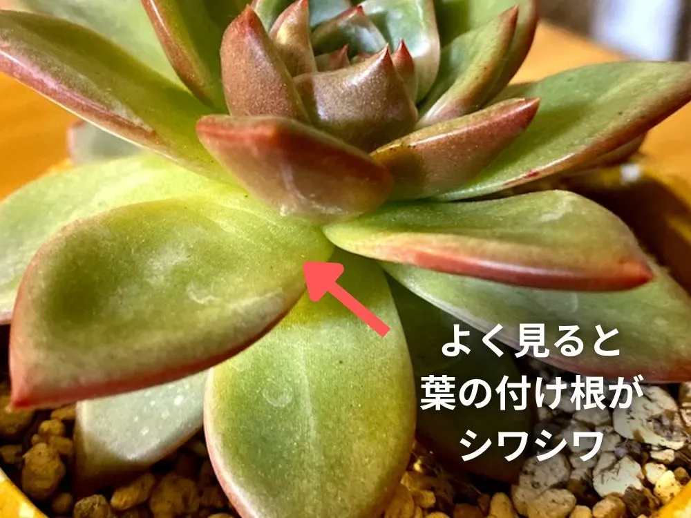 多肉植物 水不足？根腐れ？SOSサインの見分け方