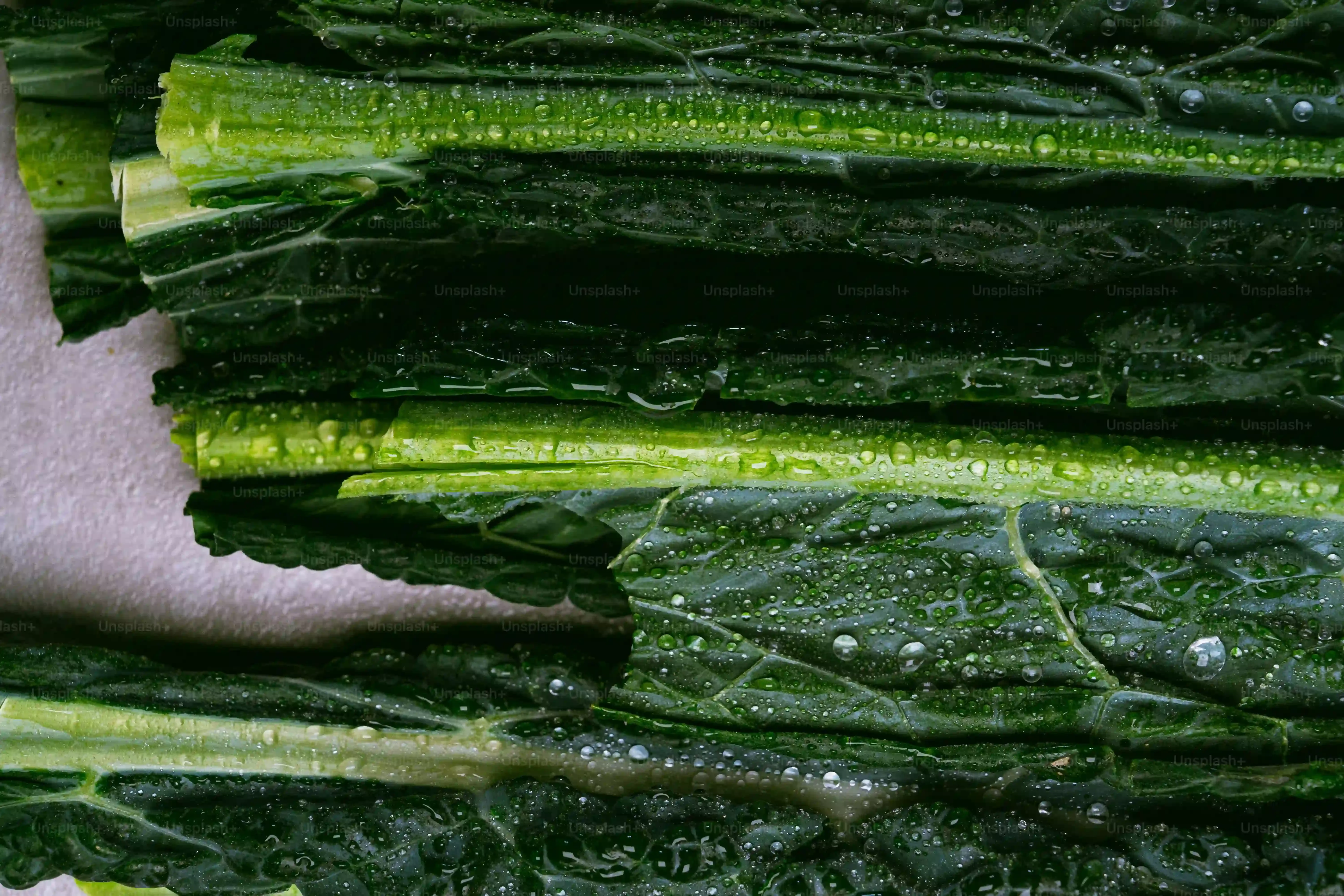 多肉植物 水やり：これで失敗しない！季節・タイプ別最適な頻度とサイン完全ガイド