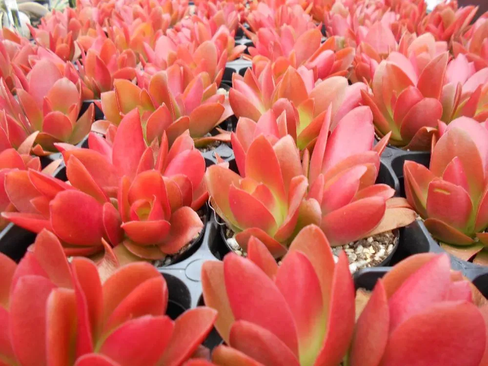 多肉植物 火祭りってどんな子？魅力と特徴