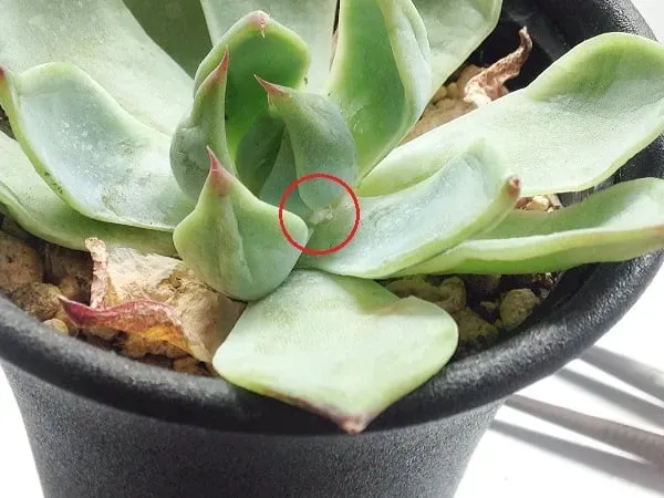 多肉植物 白い虫の悩み、これで解決！