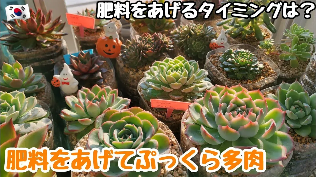 多肉植物 肥料 初心者が知っておくべきこと