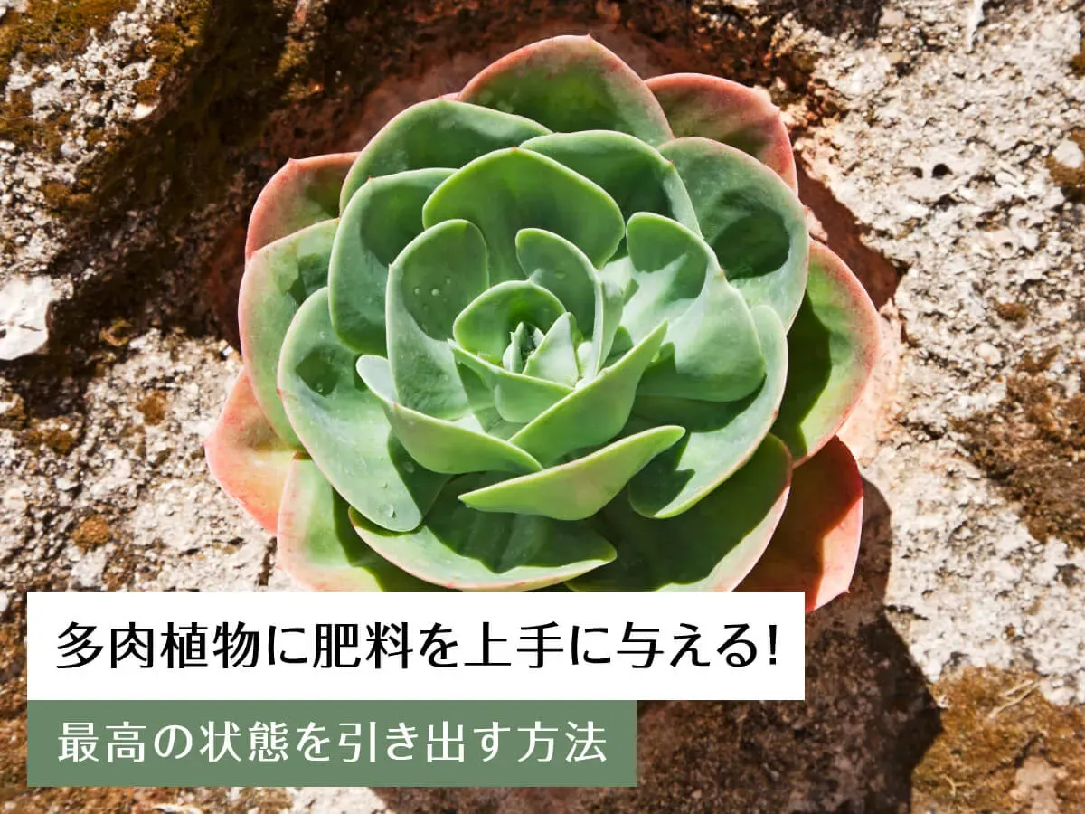 多肉植物 肥料でよくあるQ&Aとトラブル対策
