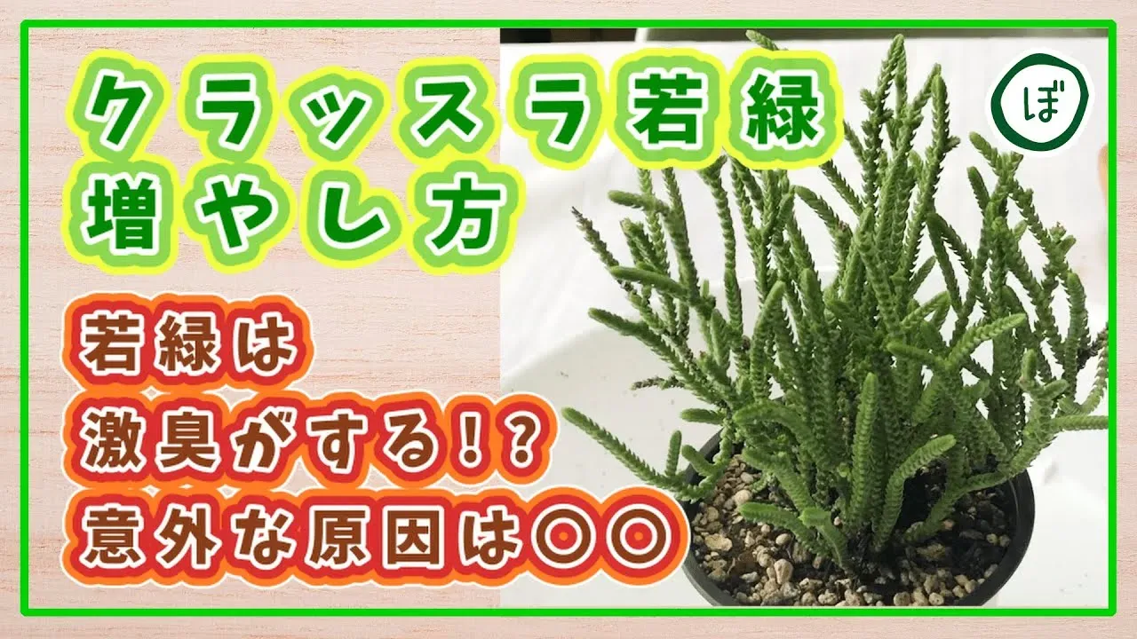 多肉植物 若緑 増やし方、一番簡単なのは「挿し木」
