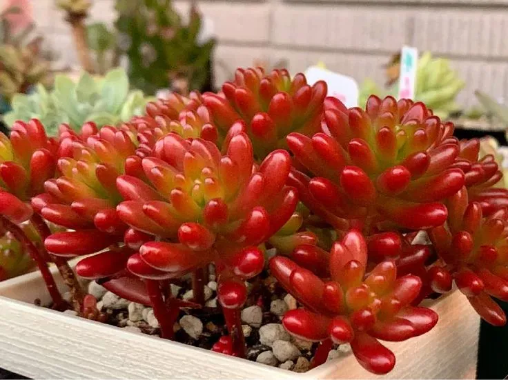 多肉植物 虹の玉をどんどん増やすテクニック