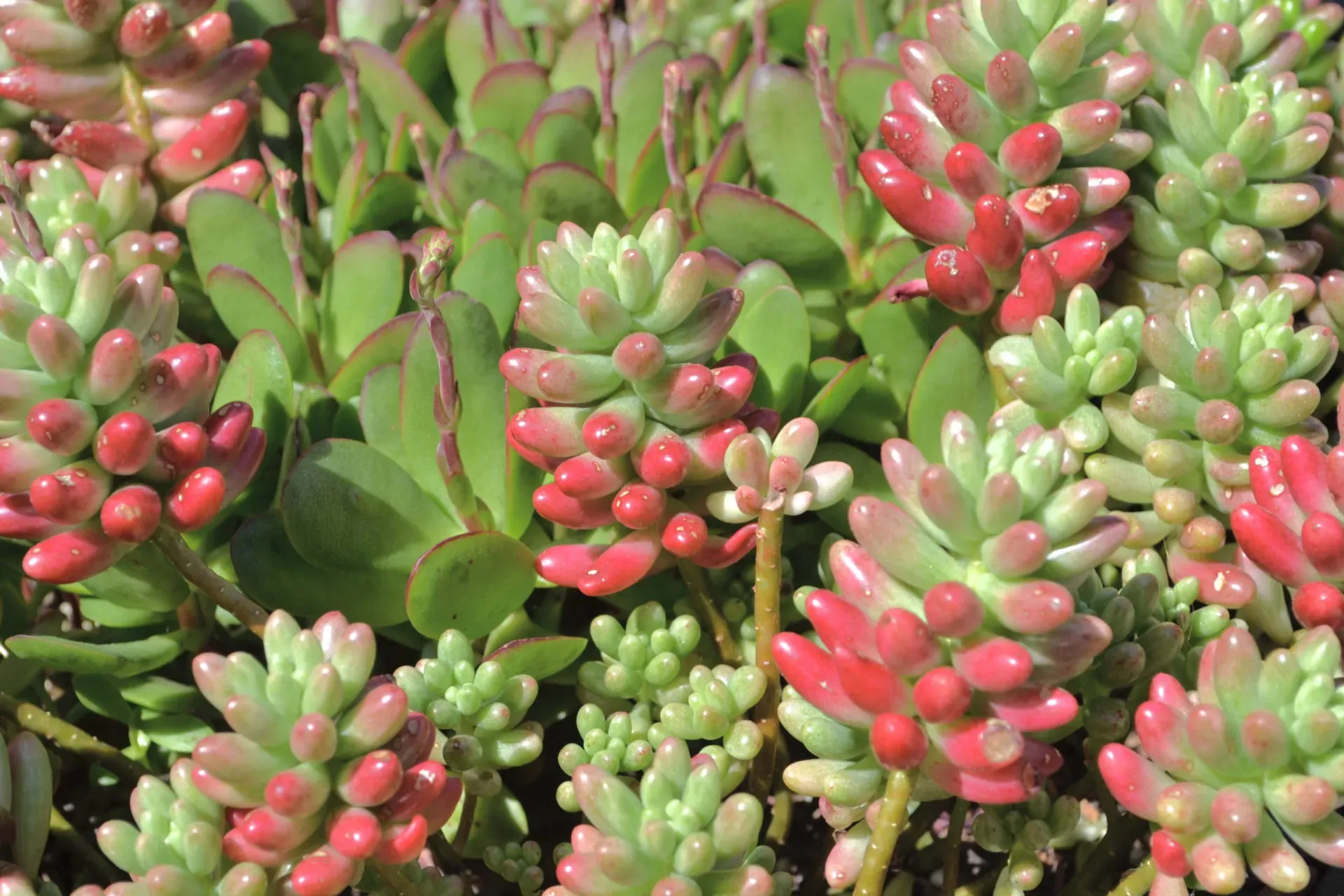 ぷっくり可愛い！多肉植物 虹の玉の育て方完全ガイド