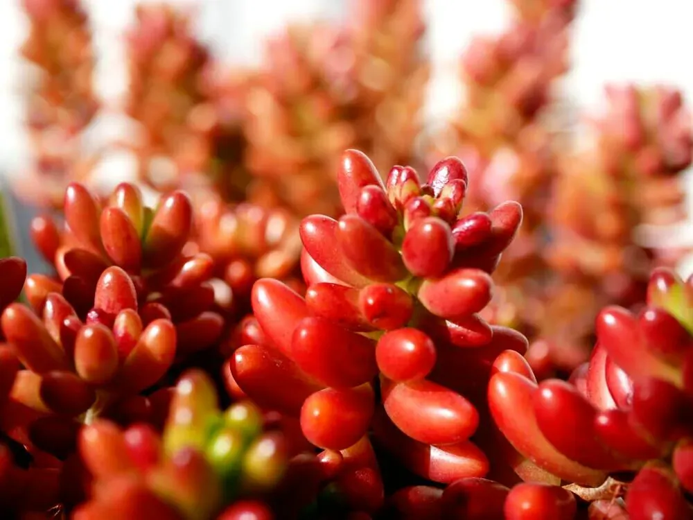 多肉植物 赤くなる！驚くべき変化の秘密と健康を保つ究極ケア方法