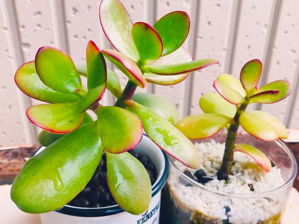 多肉植物 金のなる木ってどんな植物？