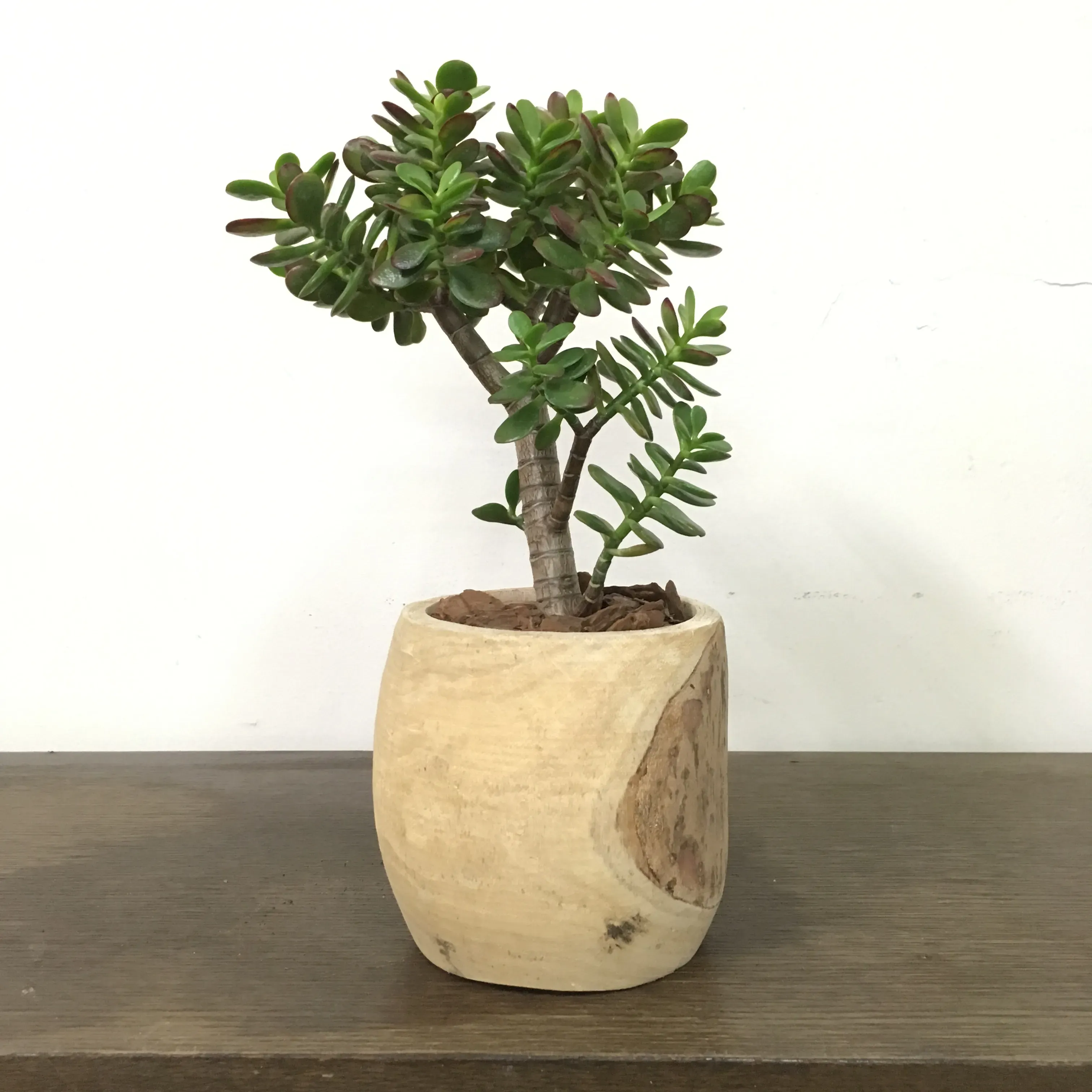 多肉植物 金のなる木でよくあるトラブルとその対策