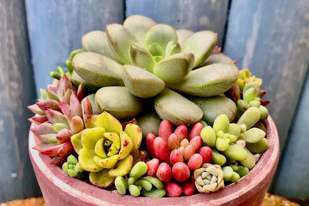 多肉植物 鉢 おすすめ 初心者でもおしゃれに見せる飾り方