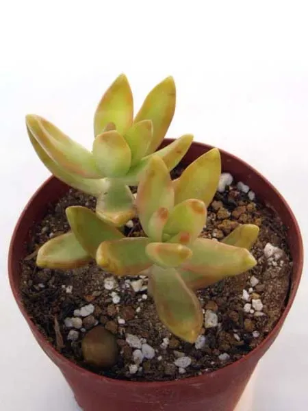 多肉植物 銘月ってどんな植物？その魅力に迫る
