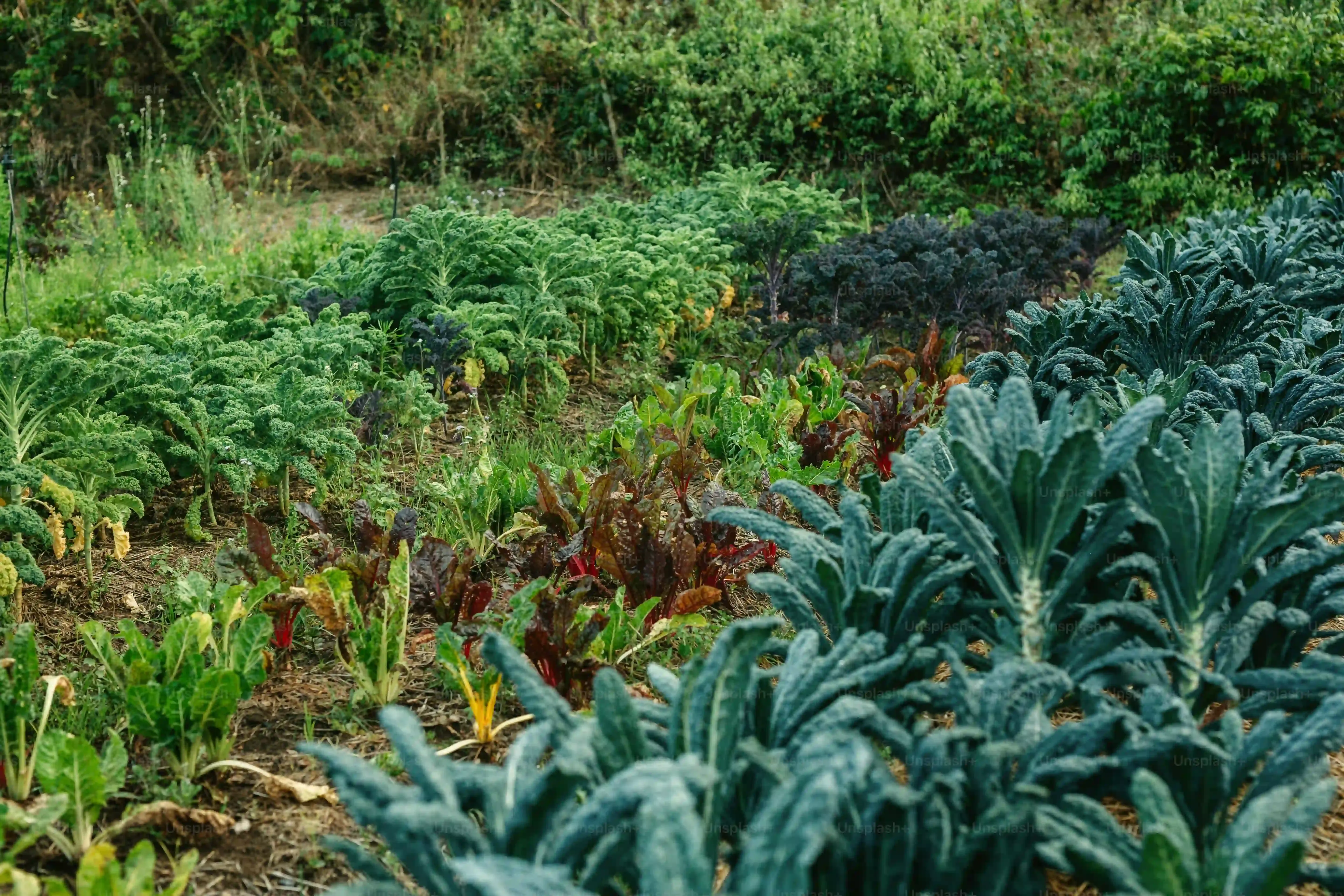 多肉植物 高い品種を後悔なく手に入れるには