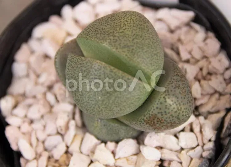 多肉植物「割れたまご」とは？ユニークな姿の正体