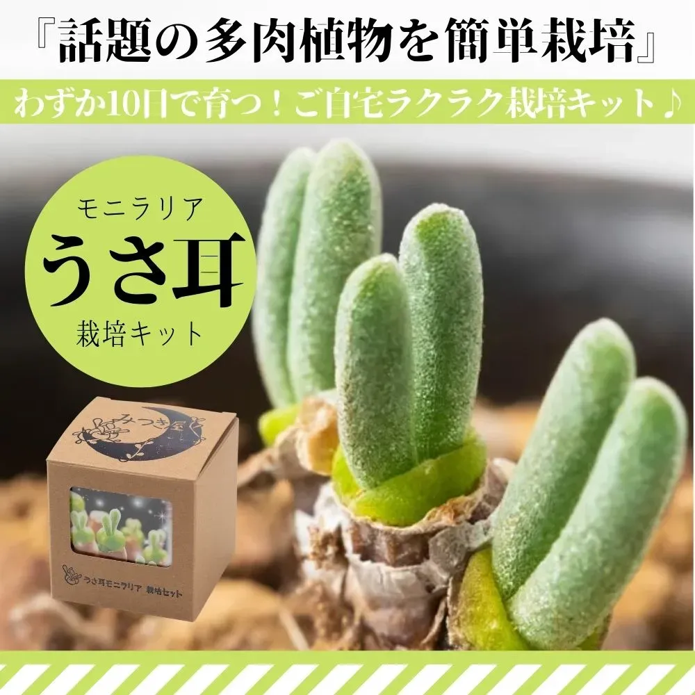 多肉植物うさみみとは？その魅力と人気の秘密