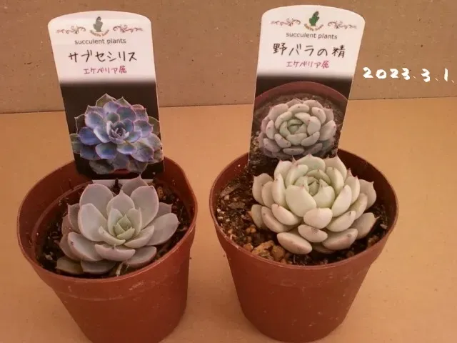 多肉植物が「肉厚」になるための光の秘訣