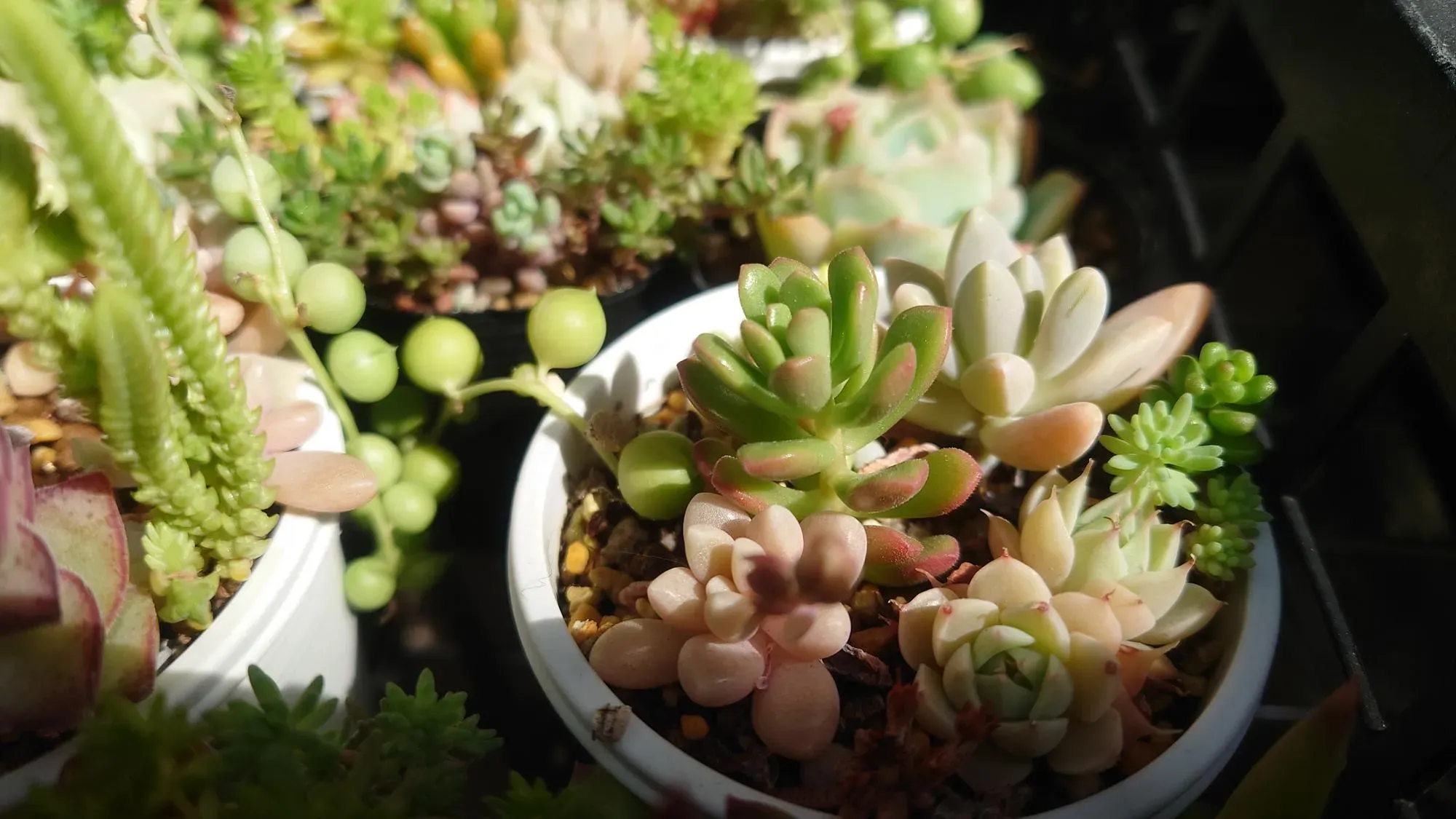 多肉植物が徒長したら、まず何を見る？ サインと原因を知ろう