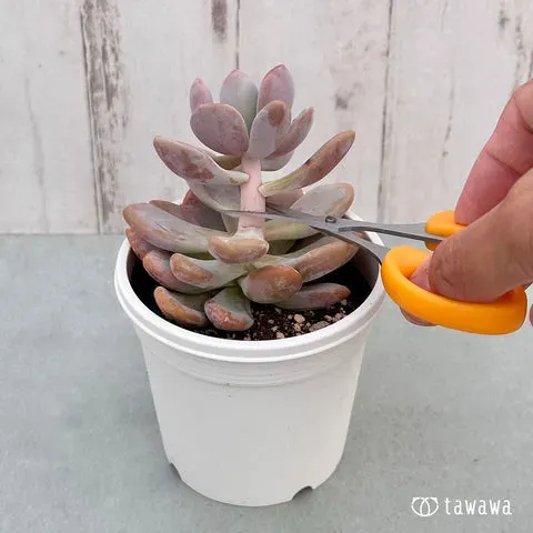 多肉植物が徒長したらどうする？ 切る？ その後のケアは？