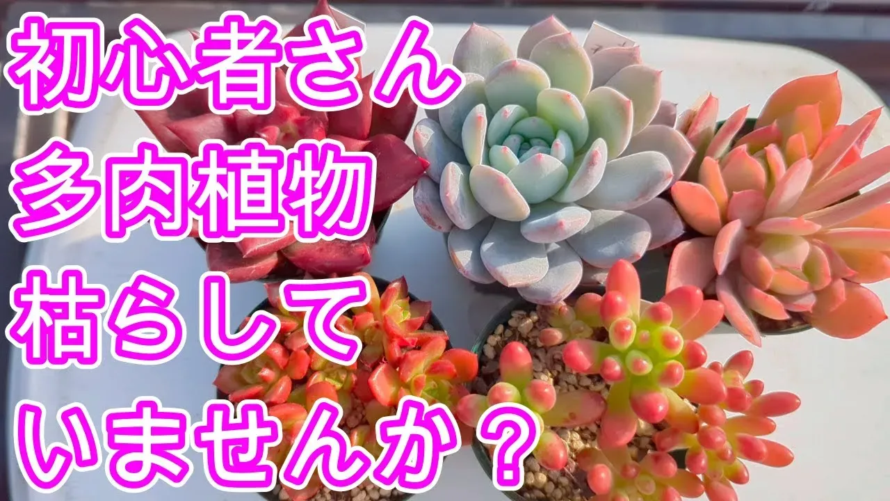 多肉植物が枯れる原因 初心者さんがまずチェックすべきこと
