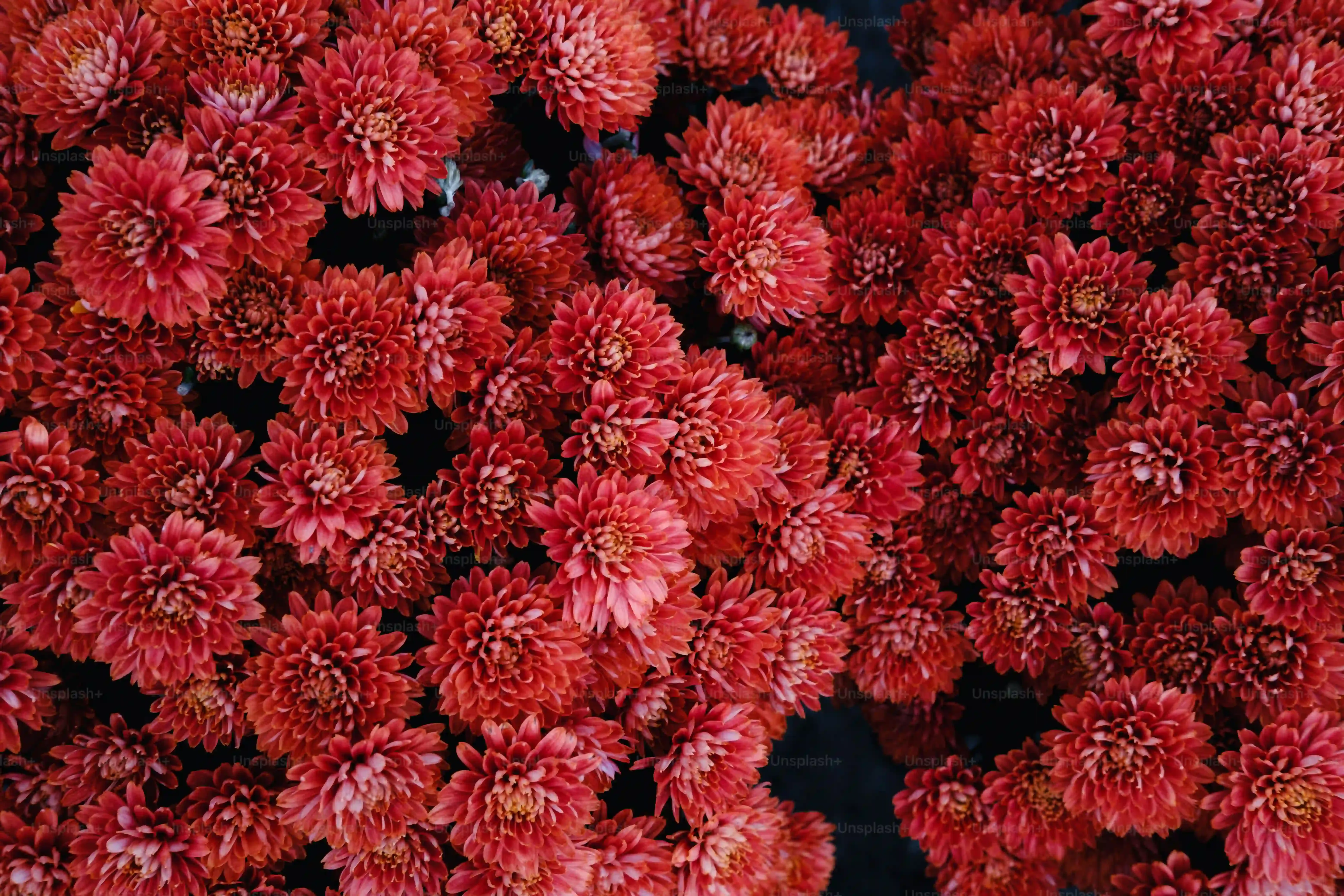 多肉植物が赤い花を咲かせるときって？知っておきたい基礎知識