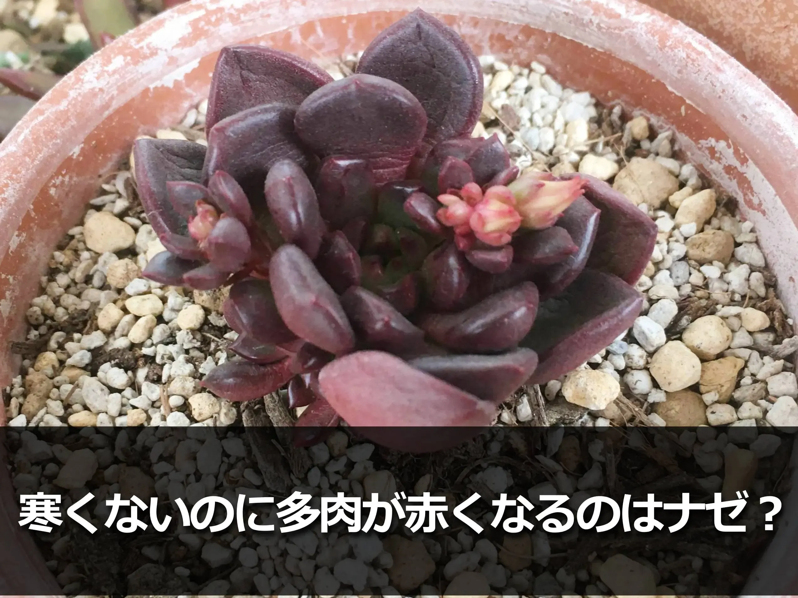 多肉植物が赤くなるのはなぜ？環境ストレスと色の関係