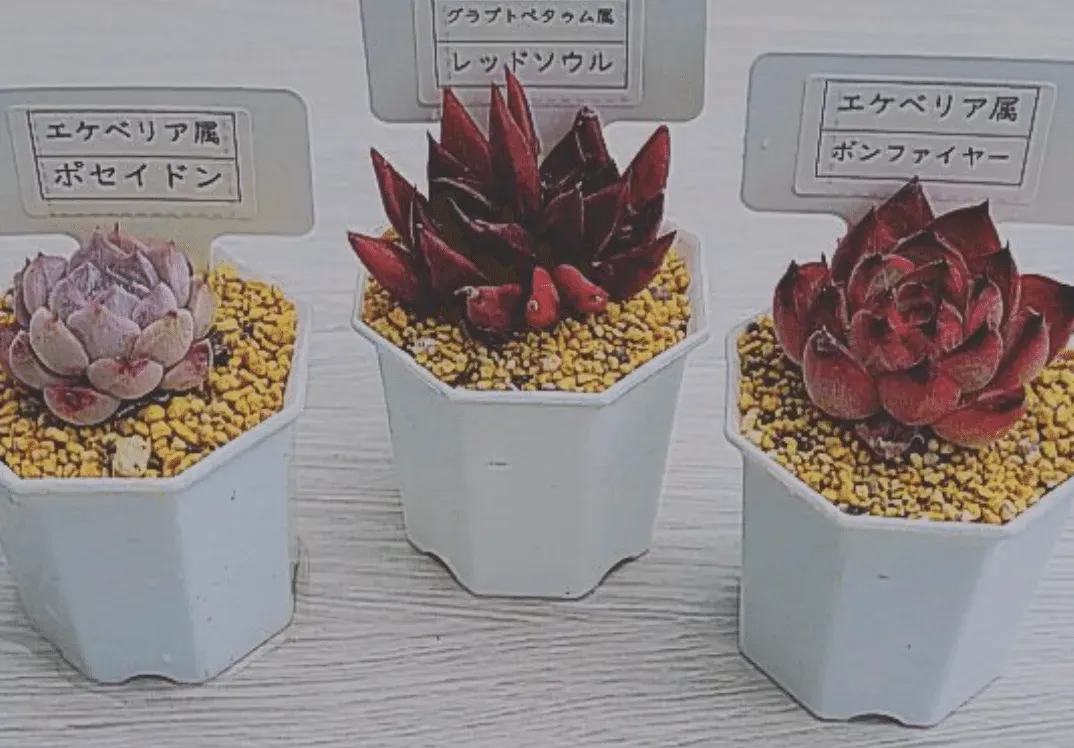 多肉植物が高価になる理由とは？