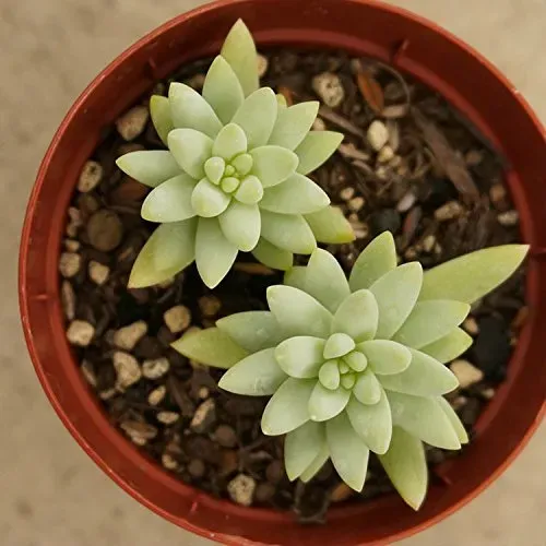 多肉植物が高額になる理由とは？希少性だけじゃない価値