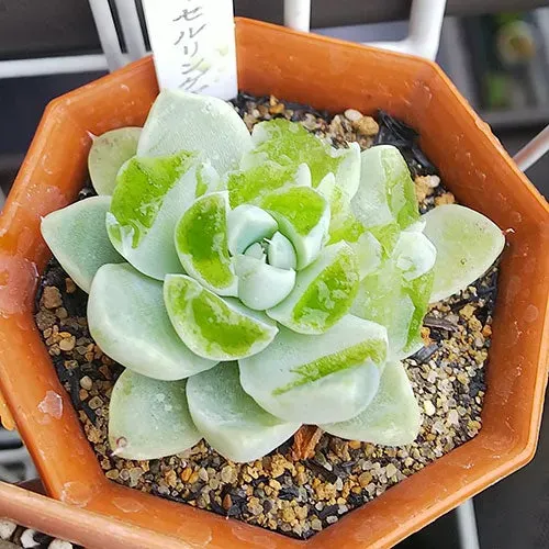 多肉植物が鳥に食べられる！効果的な対策５選