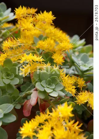 多肉植物が黄色い花を咲かせる理由、知ってる？