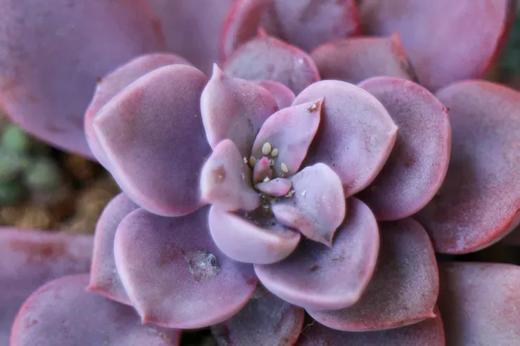 多肉植物につく白い虫：見つけたらどうする？