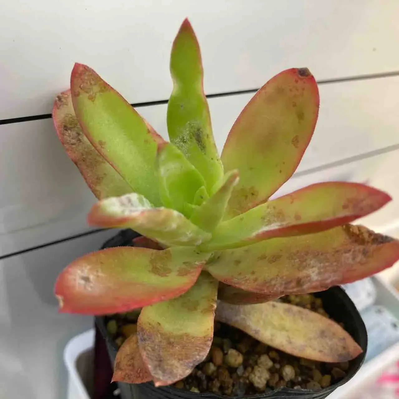 多肉植物に白いカビが生える意外な原因とは