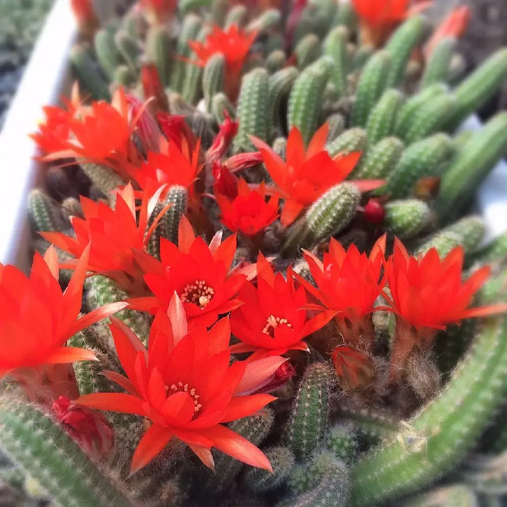 多肉植物に赤い花を咲かせるための育て方