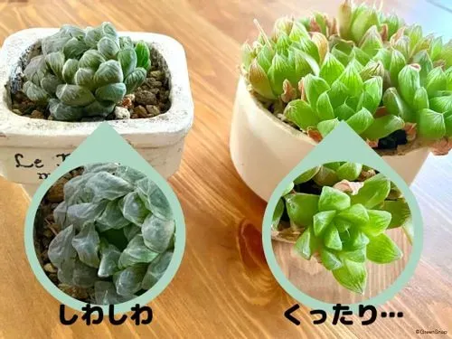多肉植物の冬越し、まず何を知る？日本の冬は甘くない