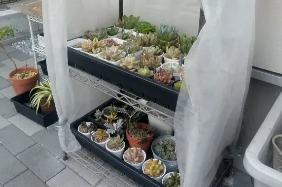 多肉植物の冬越し、屋外でも大丈夫？