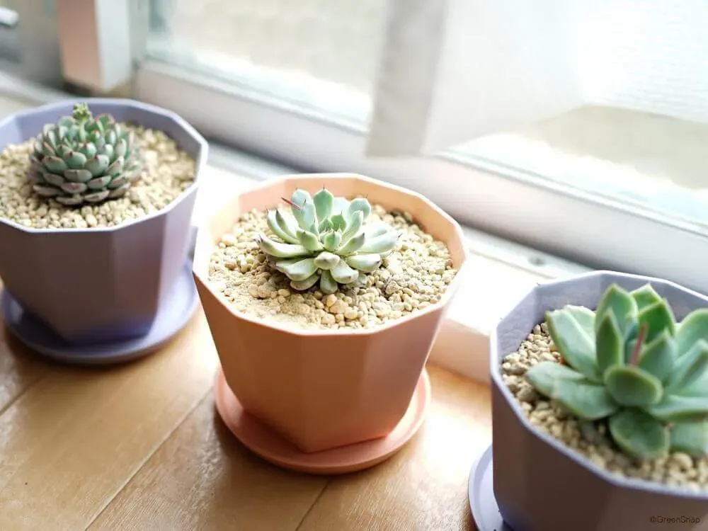 多肉植物の土に関するよくある質問（Q&A）