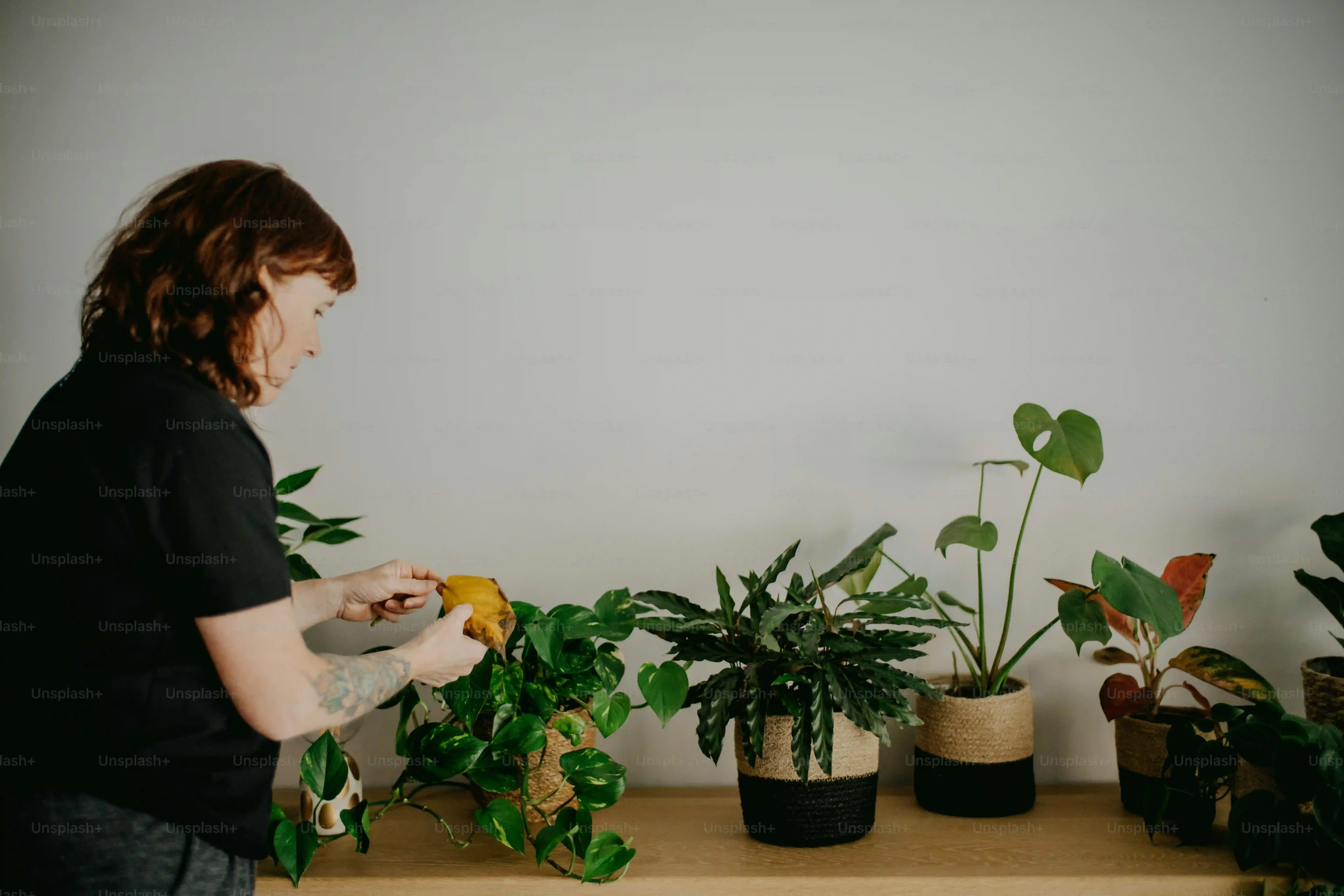 多肉植物の基本を知る：初心者におすすめの種類と選び方