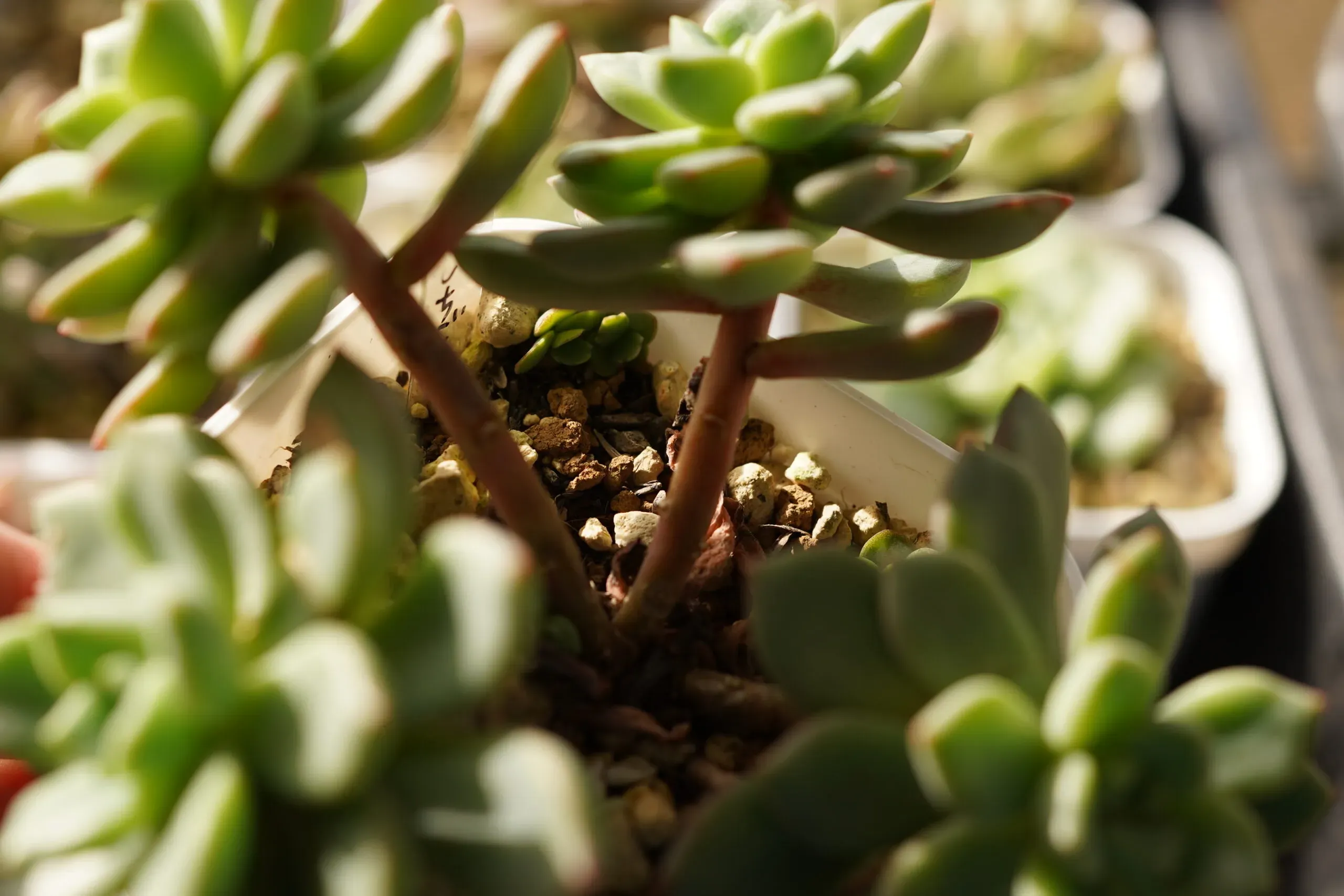 多肉植物の徒長って、そもそも何なの？