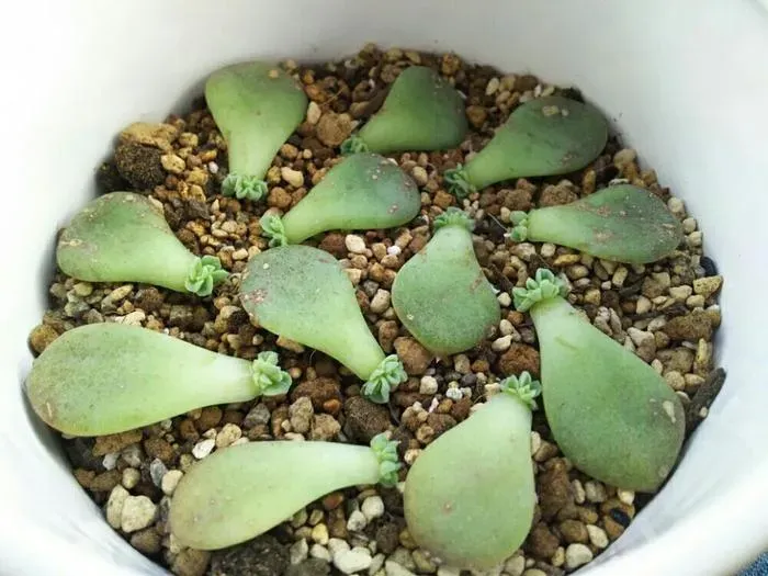 多肉植物の植え替え、なぜ必要？初心者向け基本ガイド