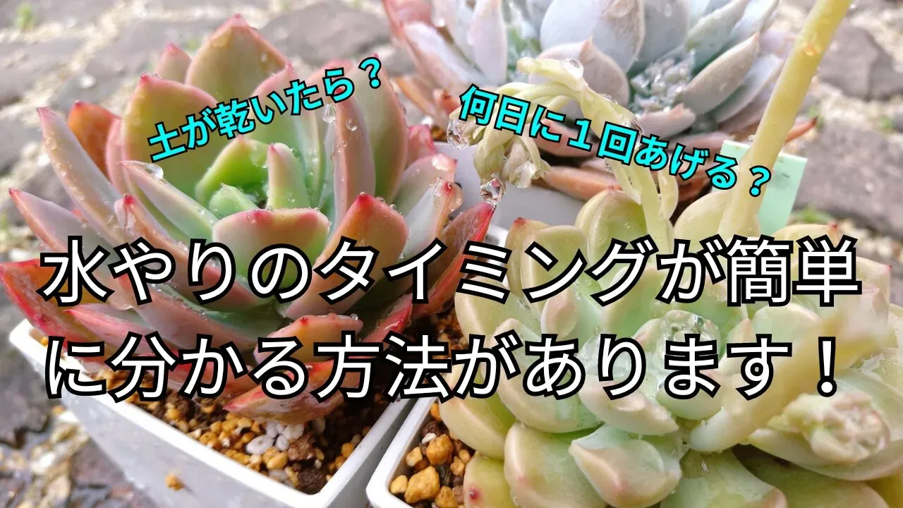 多肉植物の水やりはどのくらい？基本のタイミングと頻度