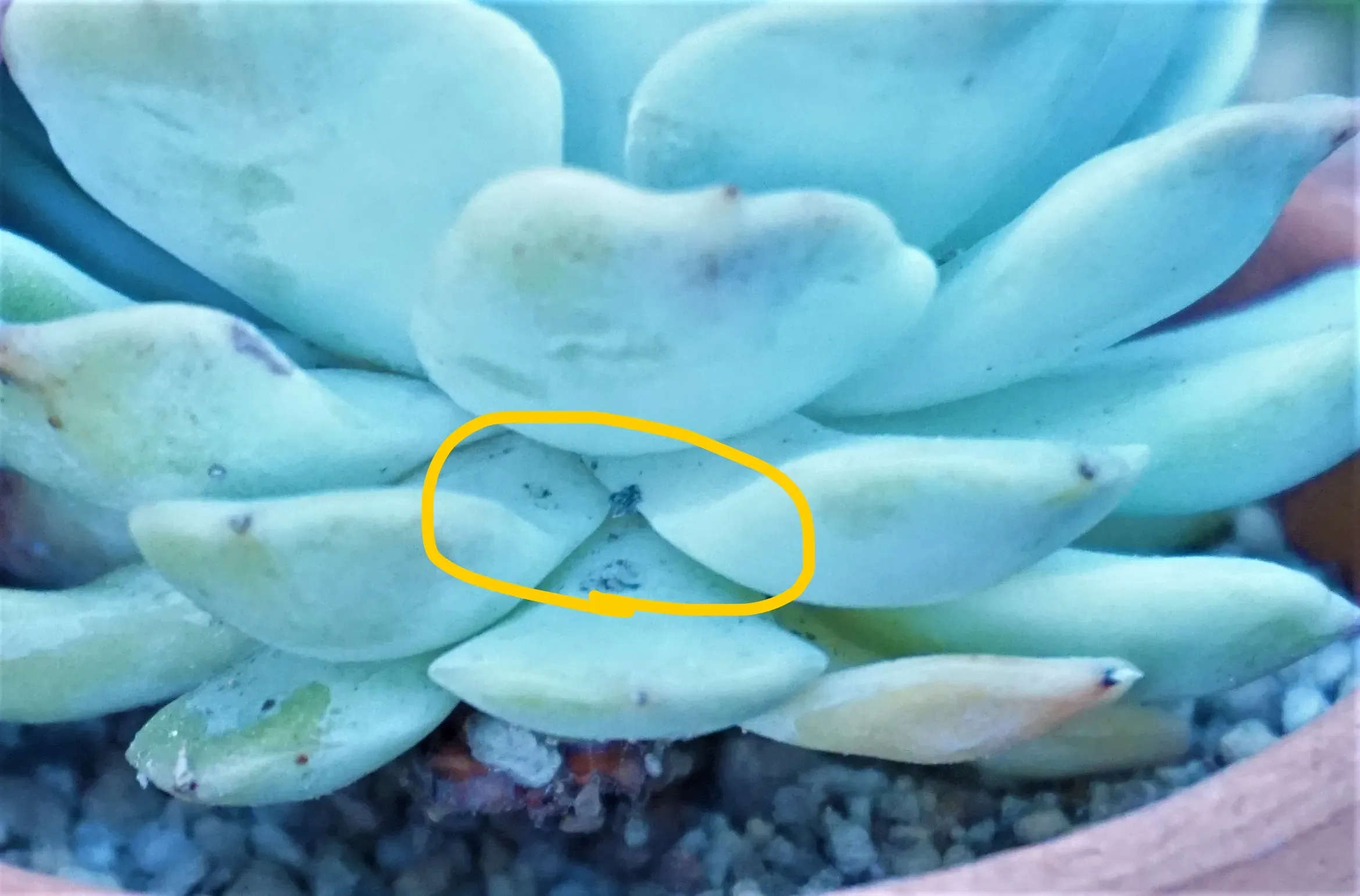 多肉植物の白い虫、その正体は？