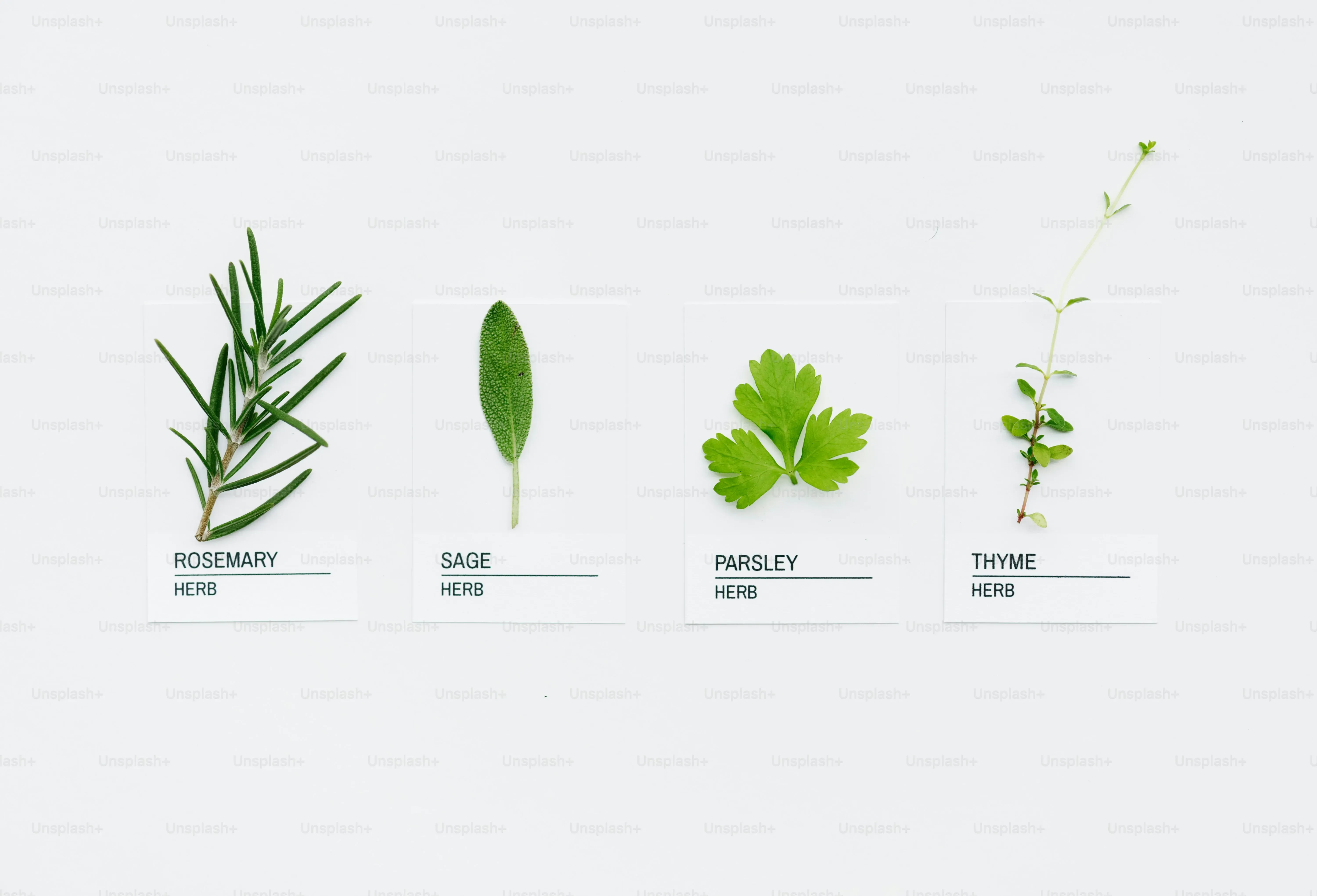 多肉植物の種類を調べるには？図鑑やアプリ活用術