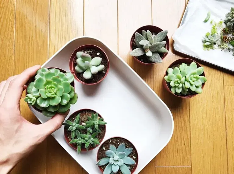 多肉植物の育て方 水やりと肥料のタイミング