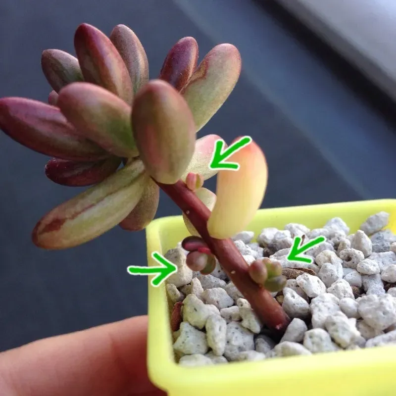 多肉植物の脇芽、そもそも何？なぜ出てくる？